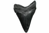 Fossil Megalodon Tooth - South Carolina #299433-1